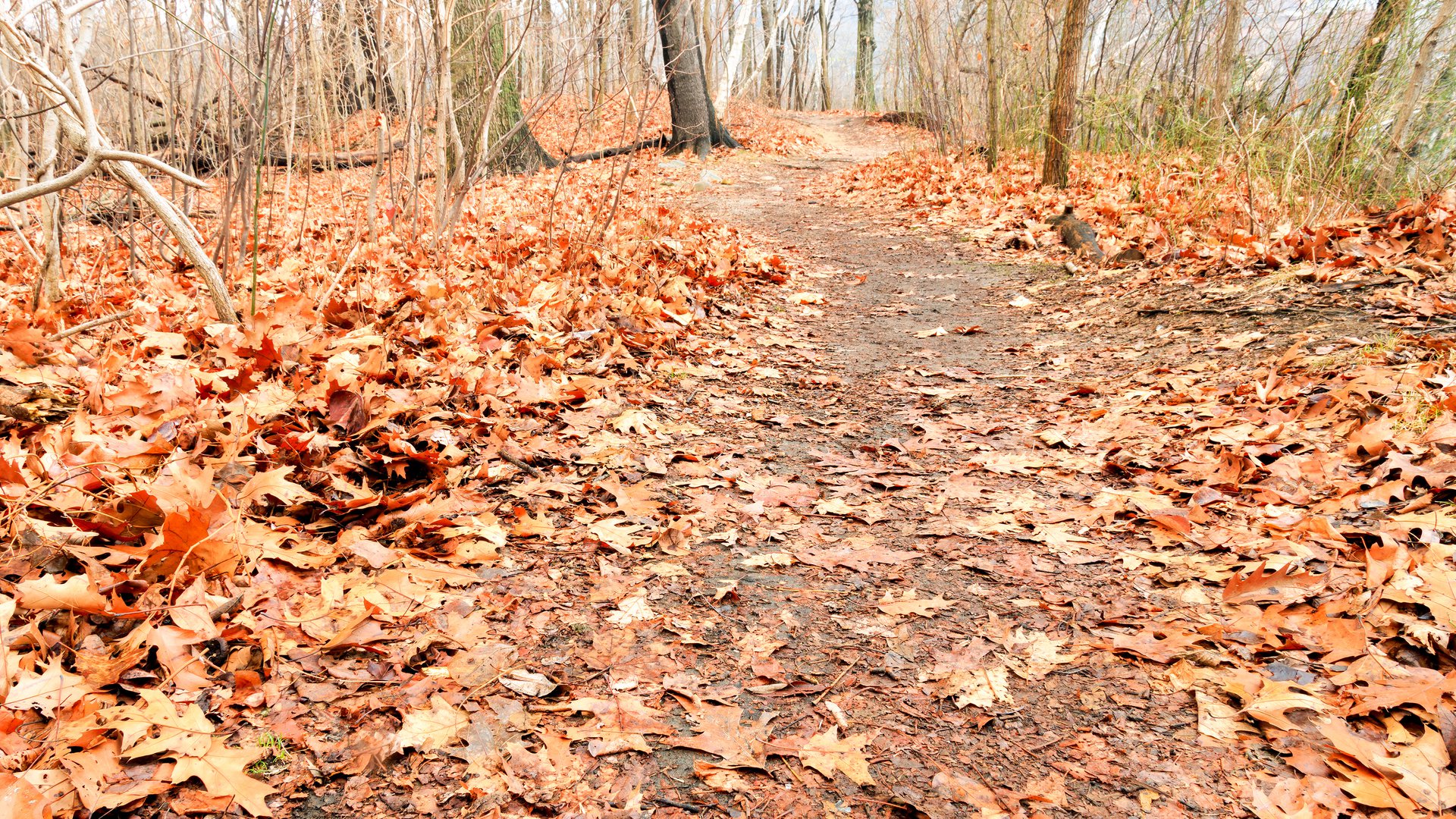 Happyly Pickwick Landing State Park   AdobeStock 162437803 .1920x1080 Q85 Crop 