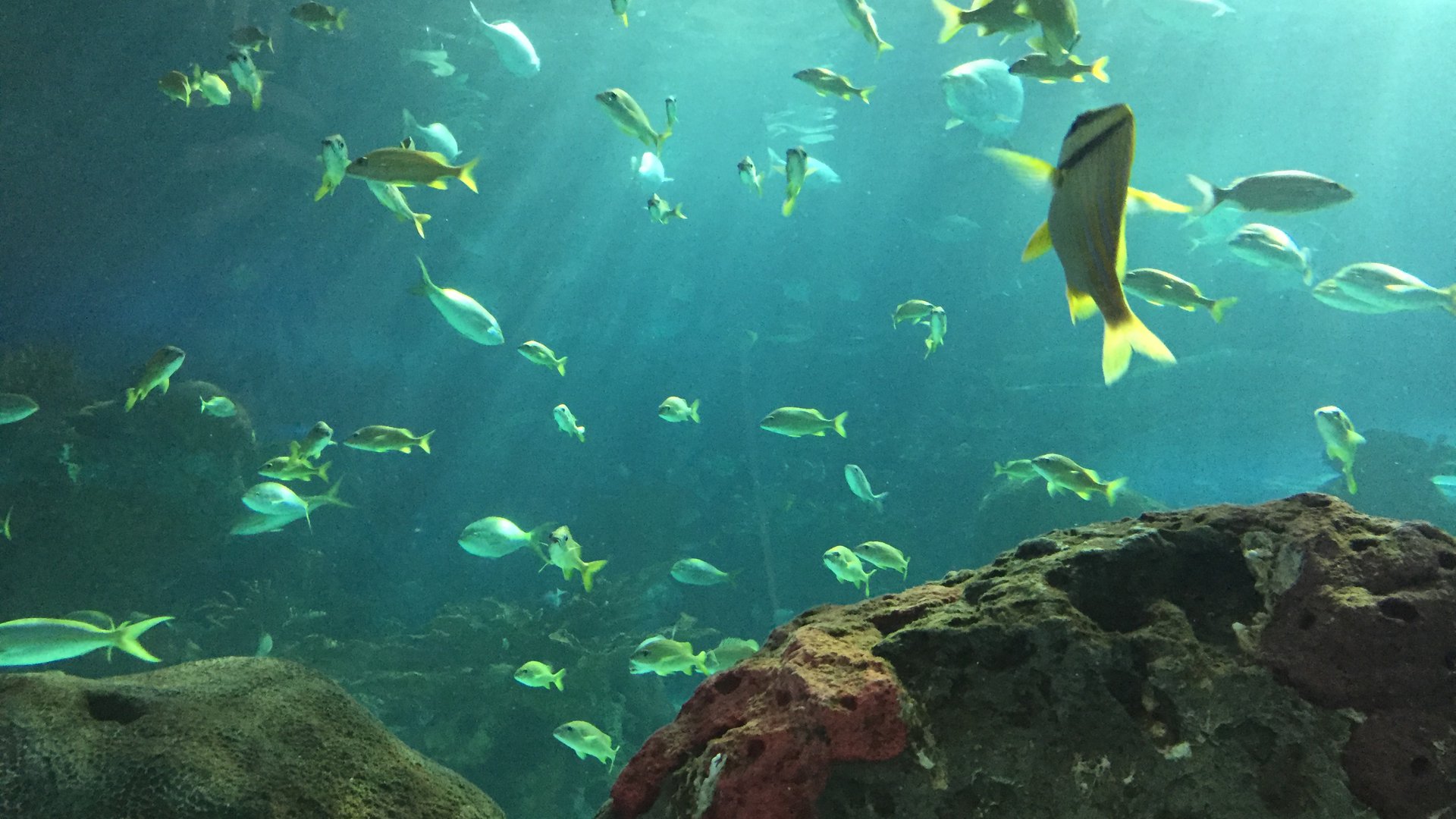 happyly-sea-life-mall-of-america