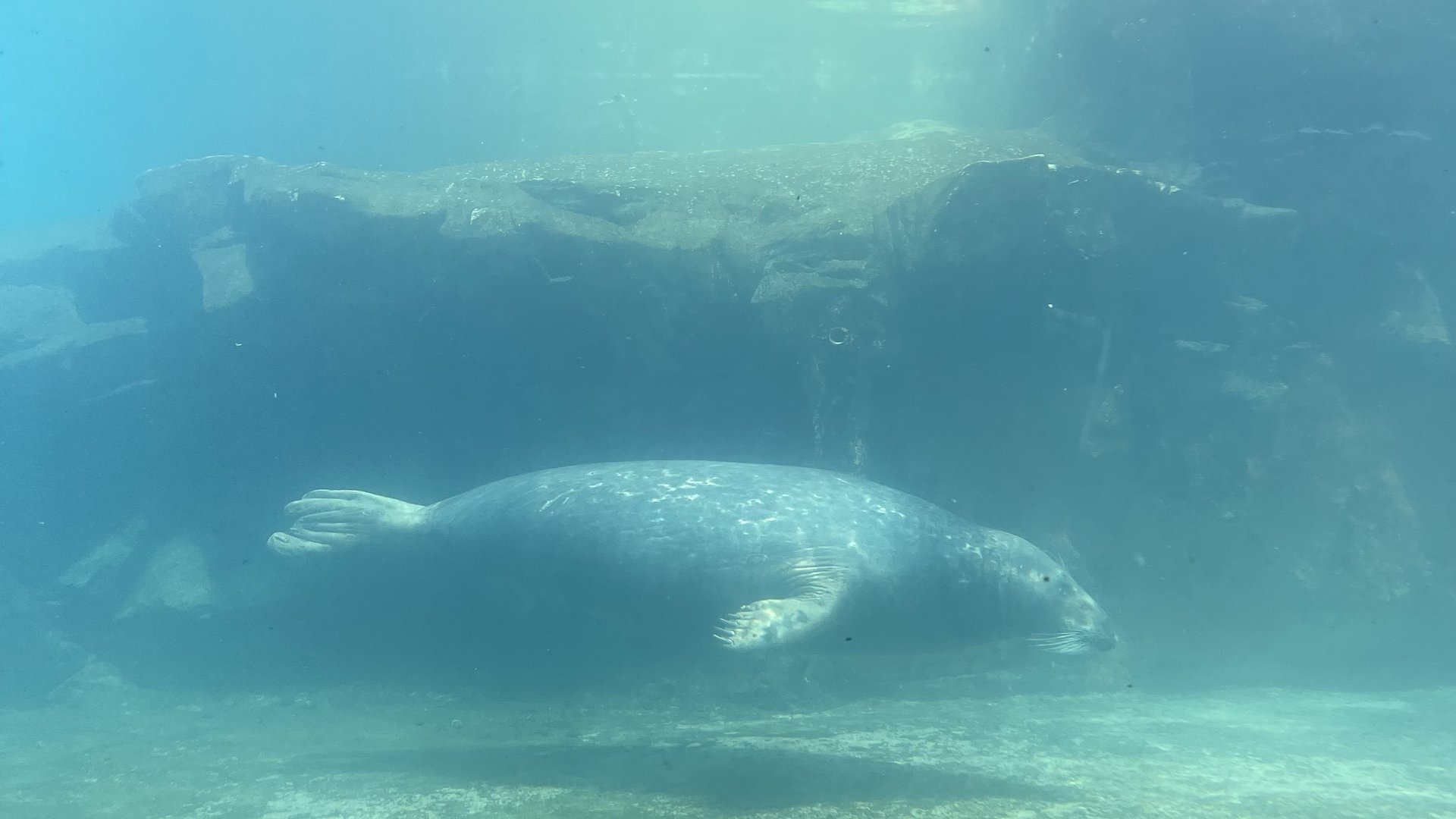 happyly-prospect-park-zoo