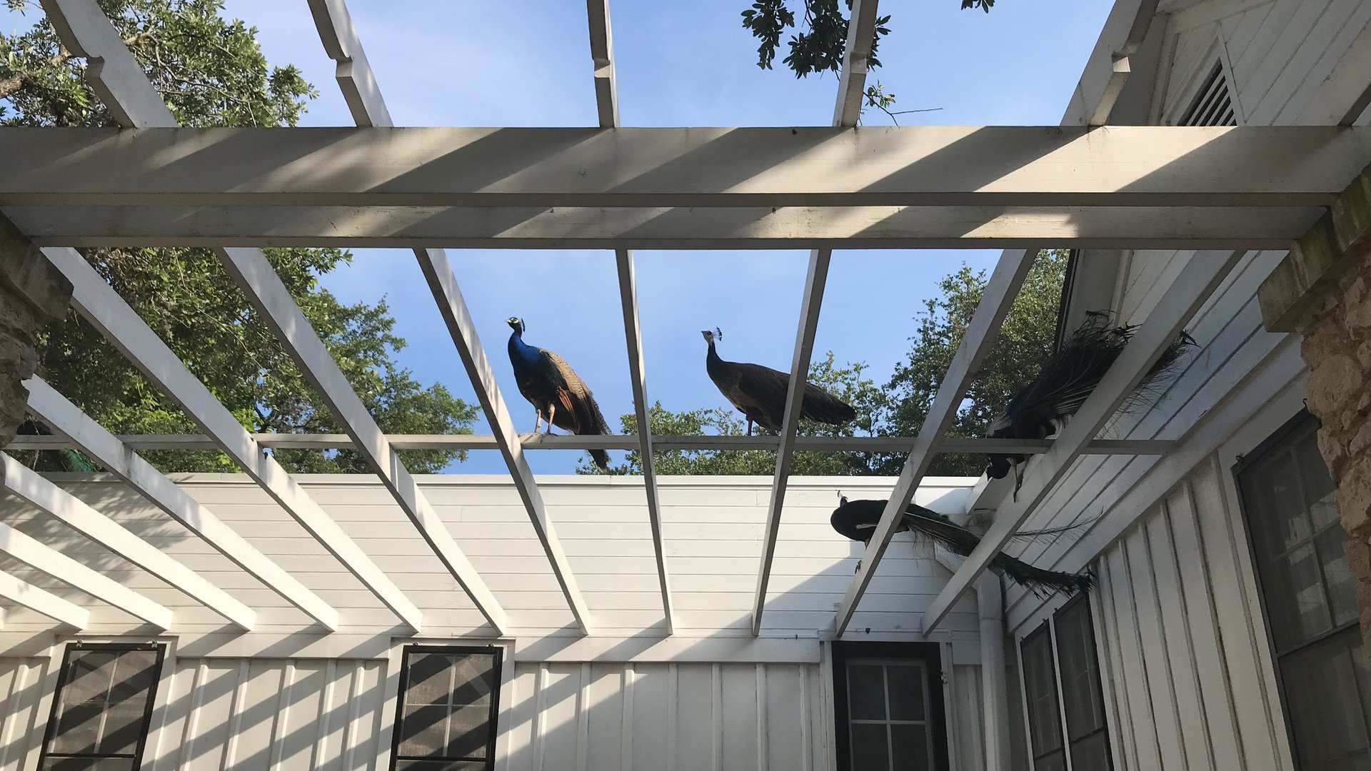 Mayfield Park And Nature Preserve: A Hidden Austin Oasis You Can’t Miss