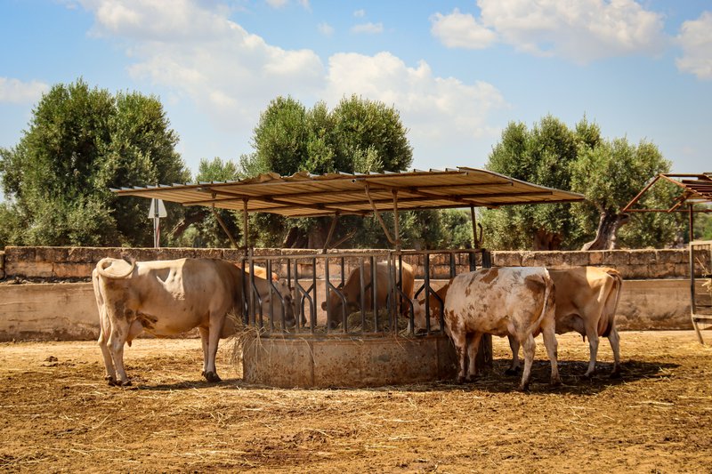 Several cows circle a trough, eating, at a masseria in Puglia.