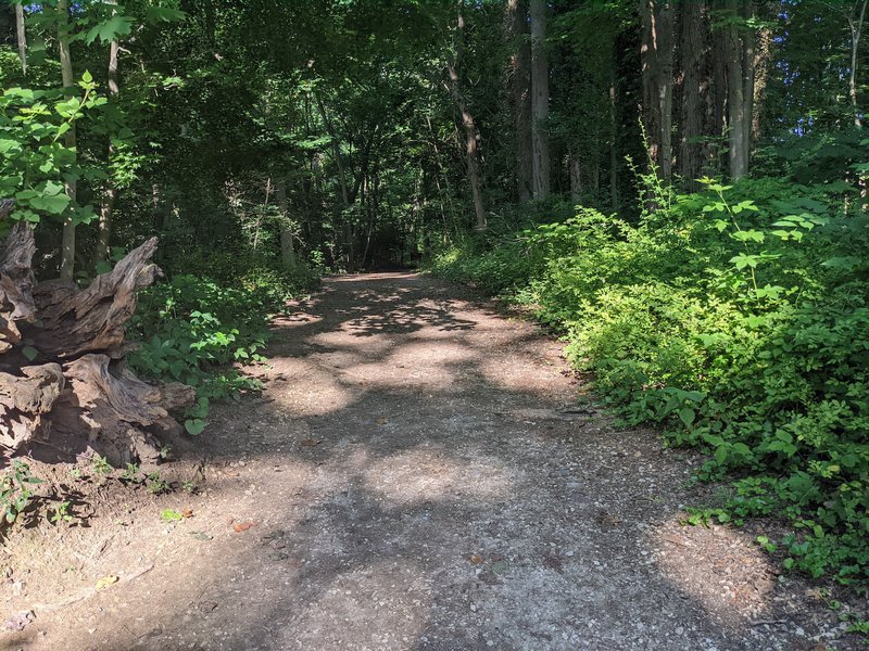 Haverford College Nature Trail