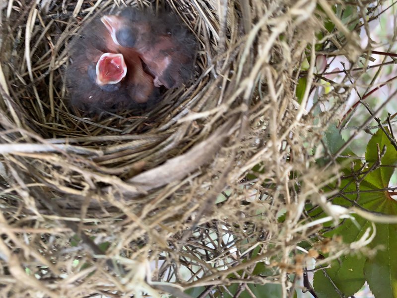 Baby Birds in Nest