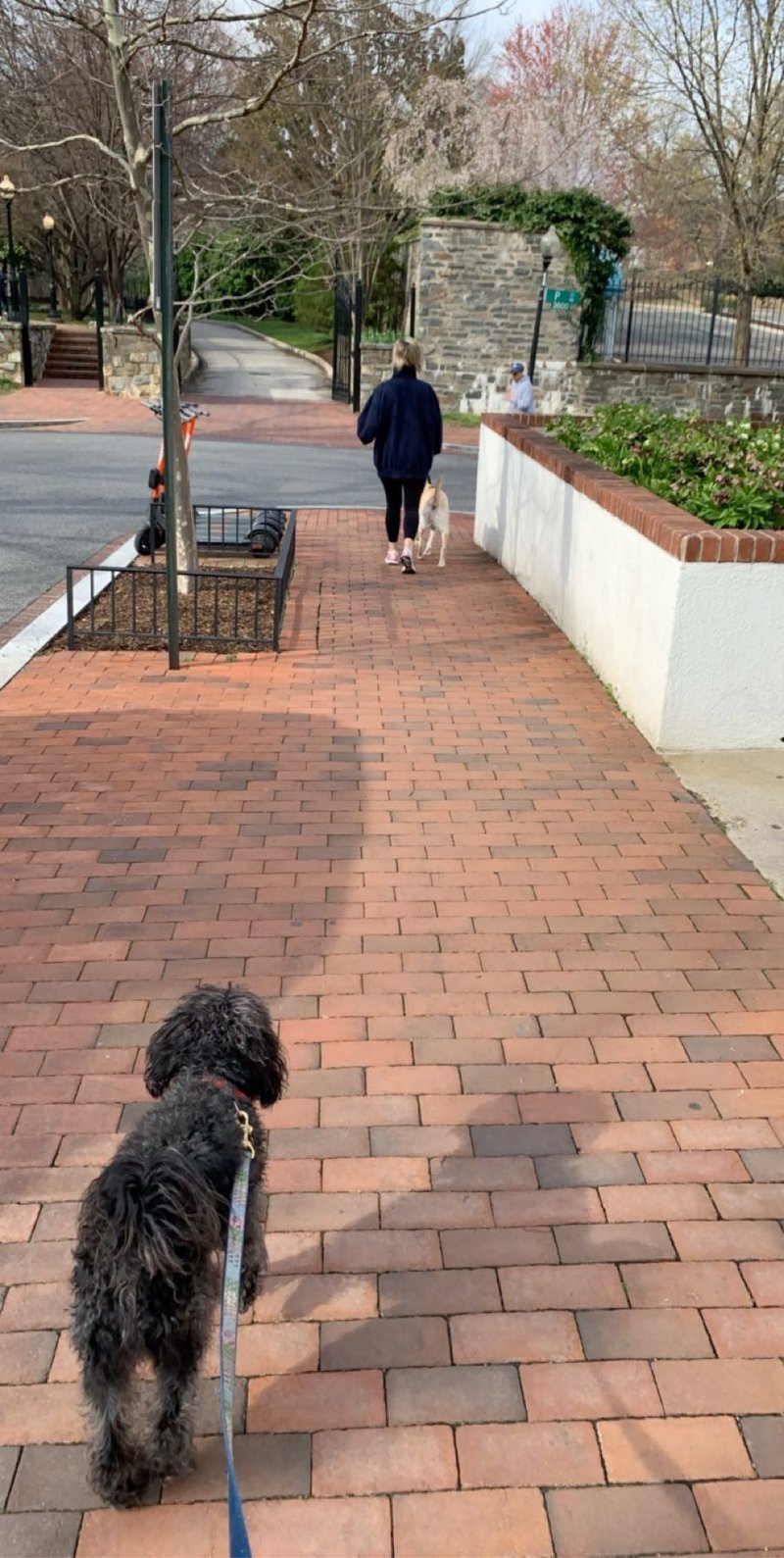 walking dogs