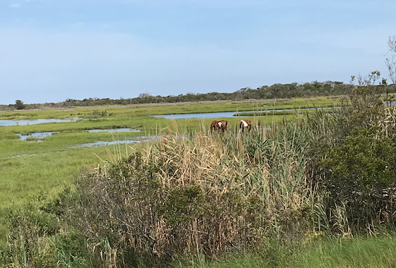 Ponies in Marsh Assateague